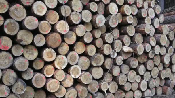 Viele Holzstämme Einem Haufen Gestapelt Ein Großer Haufen Holz — Stockvideo
