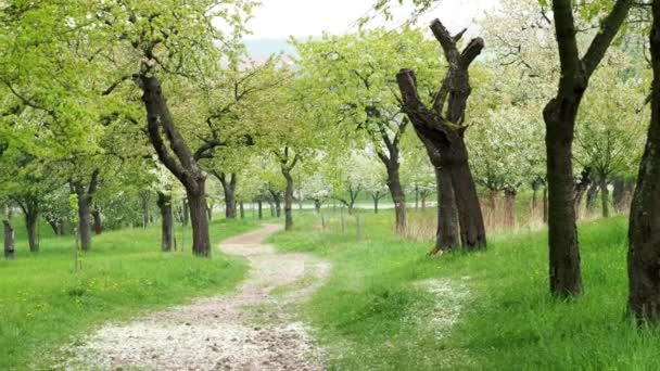 Parku stezka mezi kvetoucí třešní na jaře. Park s kvetoucími stromy a zelené trávy.