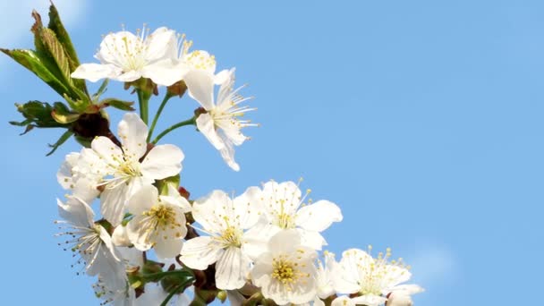 Kersenbloesems Witte Bloemen Een Achtergrond Van Blauwe Lucht — Stockvideo