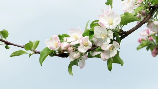 Apfelblüten Vor Blauem Himmel Frühlingsblumen — Stockvideo