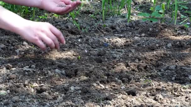 Sembrar Semillas Vegetales Mujer Mano Poniendo Semilla Suelo Primavera — Vídeo de stock