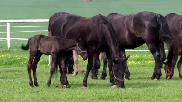 Άλογα Πουλάρια Ένα Αγρόκτημα Ομάδα Περιέχει Επί Πλείστον Φοράδες Νεογνά — Αρχείο Βίντεο