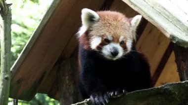 red panda (Ailurus fulgens portresi)