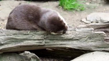 Asyalı küçük pençeli su samuru (Amblonyx cinereus) kürk temizler