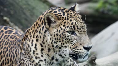 Ceylon leopar, Panthera pardus kotiya güzel hayvan ve onun portre.