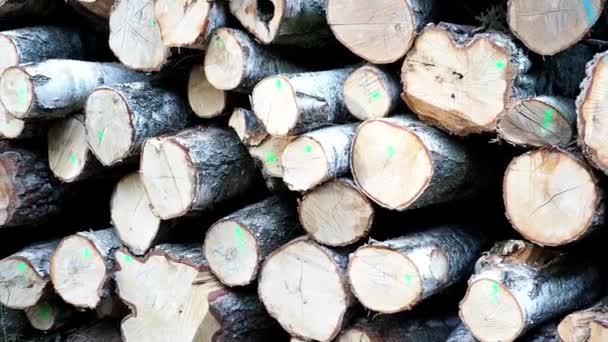 Holzstapel Der Blick Auf Riesig Der Birkenstämme Stapeln — Stockvideo