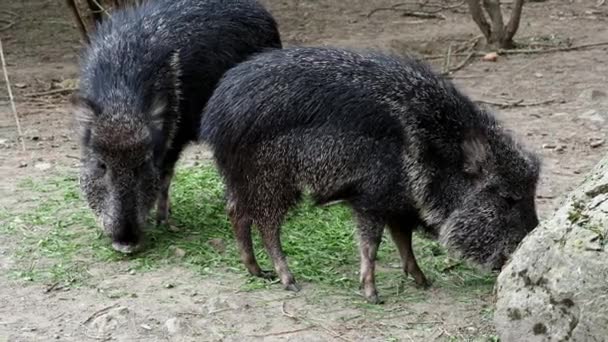 Chacoan peccary (Catagonus wagneri) eats grass — Stock Footage Chacoan Peccary Catagonus Wagneri Eats Grass Royalty Free Stock Footage