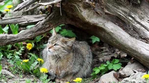 Європейська Дика Кішка Felis Silvestris — стокове відео