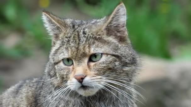 Gato Salvaje Europeo Felis Silvestris — Vídeo de stock