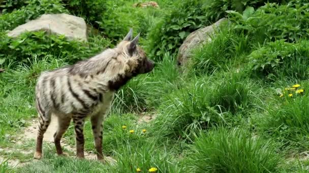 Gestreepte Hyena Hyaena Hyaena Sultana Groen Gras — Stockvideo
