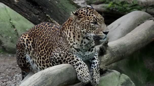 Ceylon Leopard Panthera Pardus Kotiya Beautiful Animal His Portrait — Stock Video