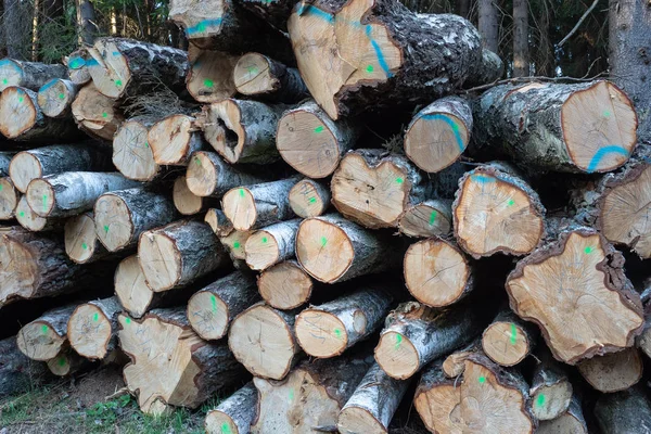 Une pile de bois. Une vue d'une énorme pile de grumes de bouleau . — Photo