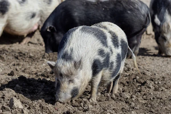 有機農場の子豚 (Sus イノシシ イエバエ) — ストック写真