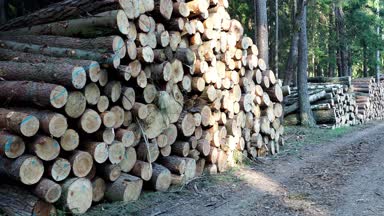 Odun yığını. Büyük kütük yığınlarının manzarası.