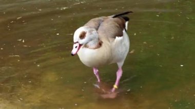 Mısır kaz (Alopochen aegyptiacus) su