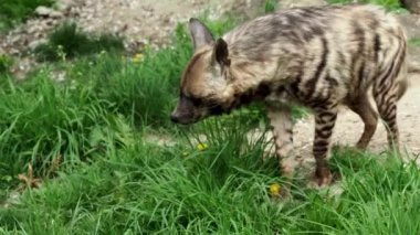 Çizgili sırtlan (Hyaena hyaena sultana)