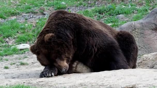 褐色熊睡着了 棕熊肖像 厄休斯 Arctos Beringianus 勘察布朗熊 — 图库视频影像