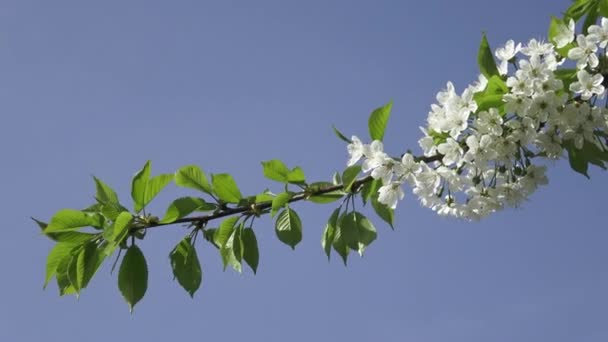 Flores Cerezo Flores Blancas Sobre Fondo Cielo Azul — Vídeo de stock