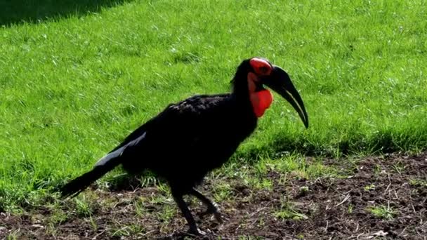 L'oiseau du calmar du sud, nom latin Bucorvus leadbeateri . 