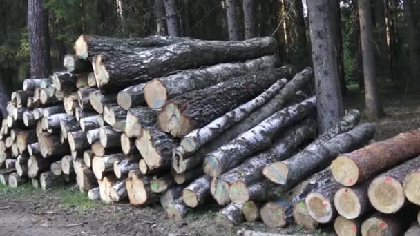 Купа Деревини Вид Величезні Стопки Колод — стокове відео