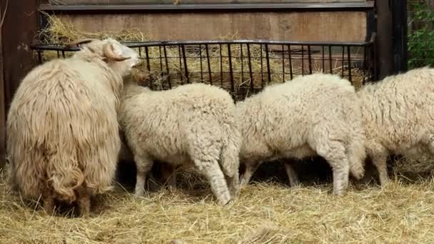 Валашские Овцы Ovis Orientalis Aries — стоковое видео