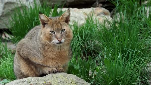 美しい猫の肖像画 自然の中で石の Felis Chaus — ストック動画