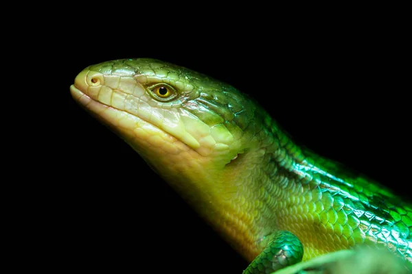 Tanimbar skink, lagarto verde em pé sobre um pedaço de madeira . — Fotografia de Stock