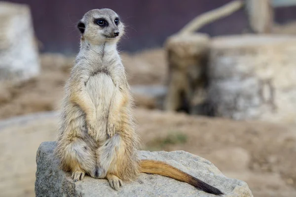 Suricata 서 경비에. 호기심 meerkat (Suricata suricatt — 스톡 사진