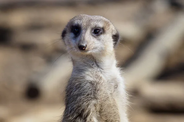 Suricata em pé sobre um guarda. Meerkat curioso (Suricata suricatt — Fotografia de Stock