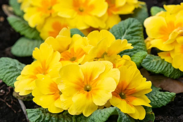 Flores de primula amarelas em flor fechar — Fotografia de Stock