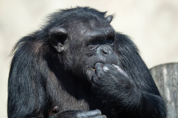 Un chimpancé (Pan Troglodytes) comiendo una verdura . — Foto de Stock