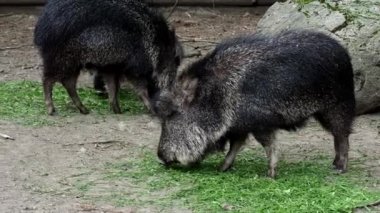Çaku pekari (Catagonus wagneri) ot yiyor