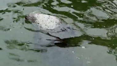 Su (Phoca vitulina mühür)