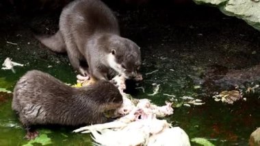 Avlarını yiyen iki su samuru. (Amblonyx cinereus) 