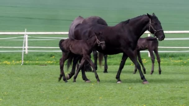 Zwart Kladrubisch Paard Merrie Met Veulen — Stockvideo