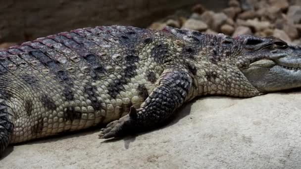 Porträt Siamesischen Krokodilkopf Und Zähne Nahaufnahme Eines Siamesischen Krokodils Crocodylus — Stockvideo