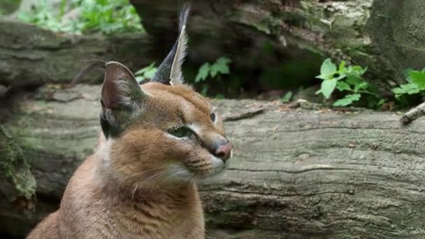 Πορτρέτο Έρημο Γάτες Caracal Caracal Caracal Αφρικανική Lynx Πολύ Φουντωτή — Αρχείο Βίντεο