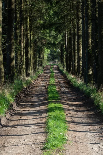 Path in the spring forest and on the sides grows grass — Stock Photo, Image