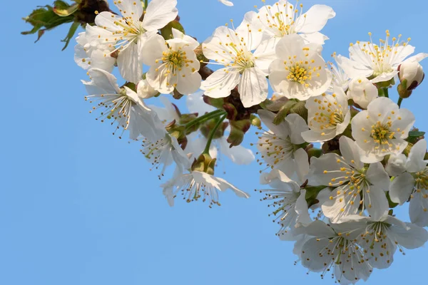 Flores de cerezo en un cielo azul. Fondo floral de primavera . —  Fotos de Stock