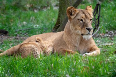Aslan genç yavrularını annesiyle. Kongo aslanı 