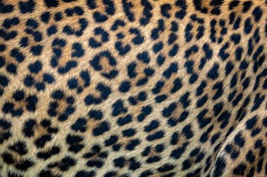 Leopar kürk arka kapatmak. Ceylon Leopar deri doku