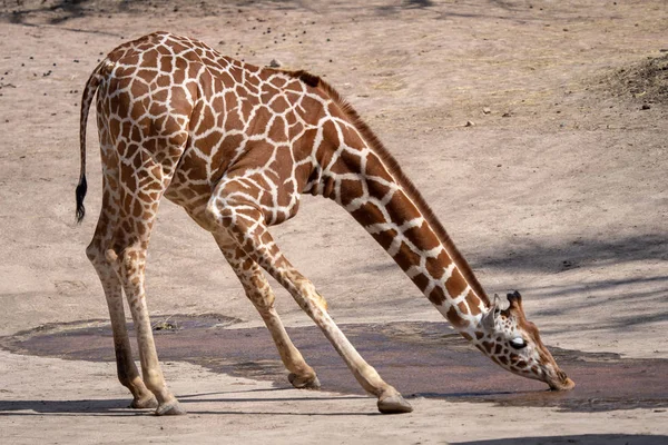 Eine Giraffe trinkt Wasser in der trockenen Landschaft — Stockfoto