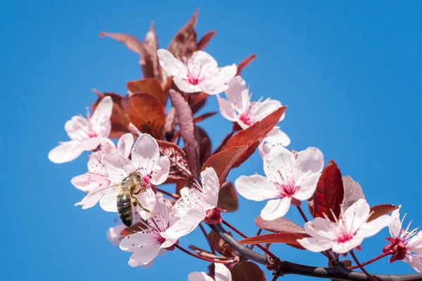 Abeja en una flor de cerezo rosa. Fondo floral de primavera —  Fotos de Stock
