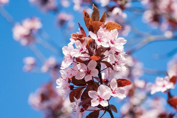 Flores de cerezo de primavera, flores rosadas en un cielo azul . —  Fotos de Stock