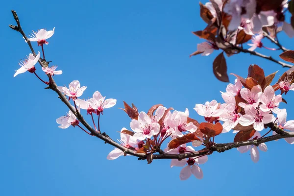 Flores de cerezo de primavera, flores rosadas en un cielo azul . —  Fotos de Stock