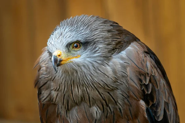Barna kánya (Milvus migrans) egy közepes méretű ragadozó madár, a — Stock Fotó
