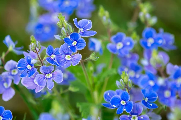 Rozrazil rezekvítek - modré květy na jaře — Stock fotografie