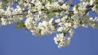 Bahar çiçeği kiraz ağacı çiçekleri ve mavi gökyüzü