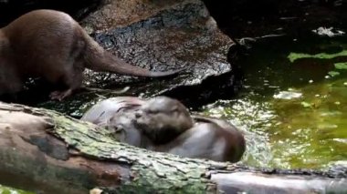 Asyalı küçük pençeli su samuru arasında (Amblonyx cinereus mücadele)  
