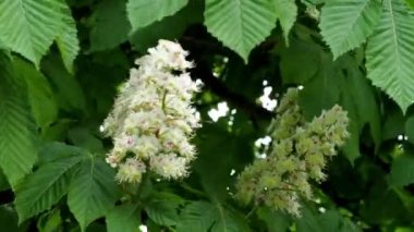 Parkta bahar kestane ağaçlarının çiçek. (Aesculus hippocastanum)